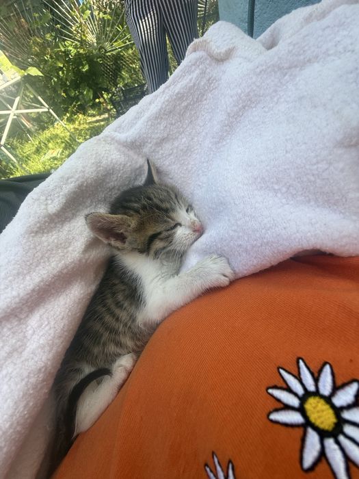 Кошенята безкоштовно. Читайте опис!