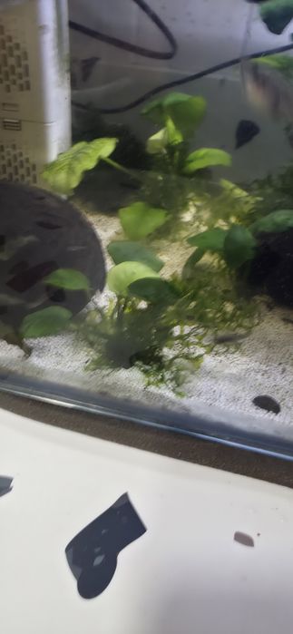 Anubias e mugo de java
