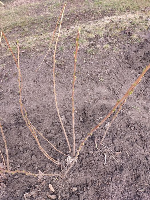 Смородина золота