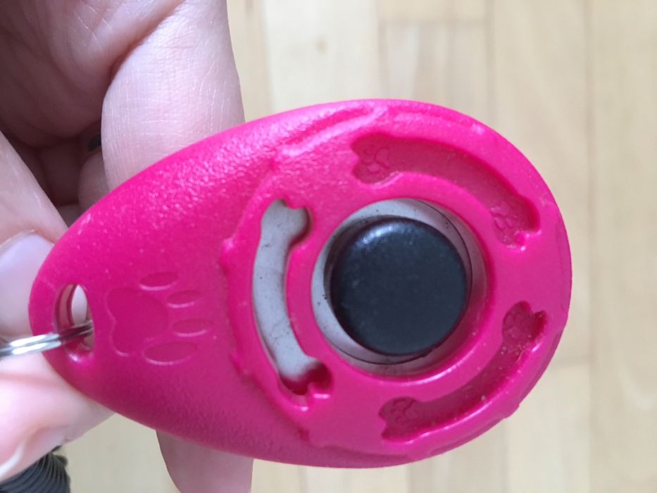 Kliker dla psa trening szkolenie