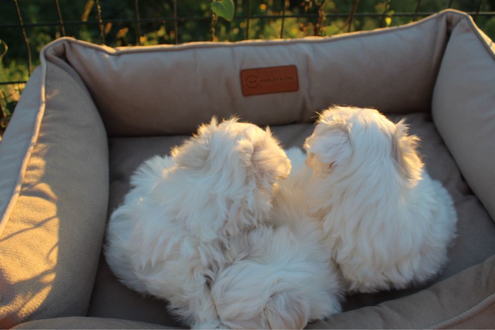 Чисткровні цуценята мальтійської болонки