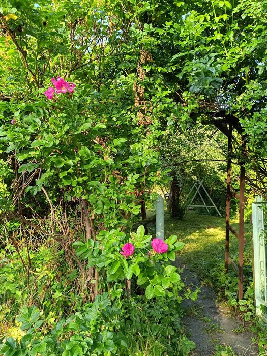 Działka ROD 340 mkw z nasadzeniami, domkiem i mediami w świetnej lokalizacji - Mokotów (ROD Warszawianka) - Idzikowskiego, Sobieskiego, Piaseczyńska - View 2
