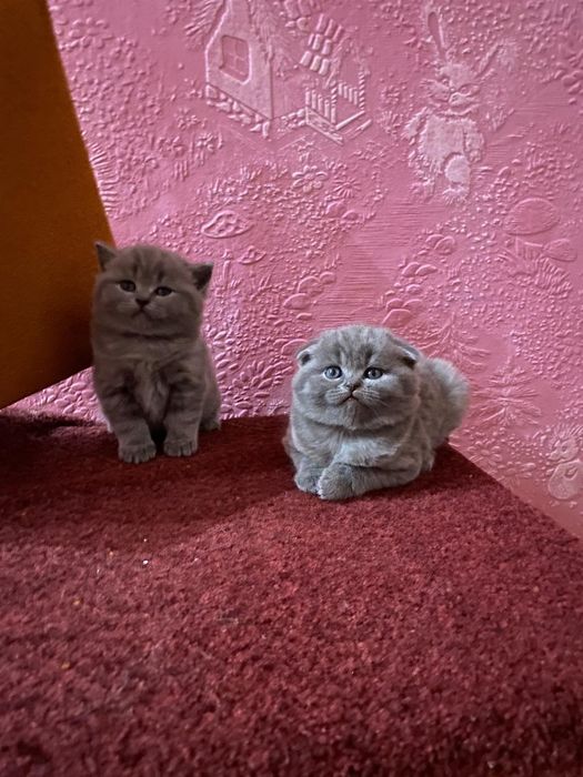 Кошенята британські