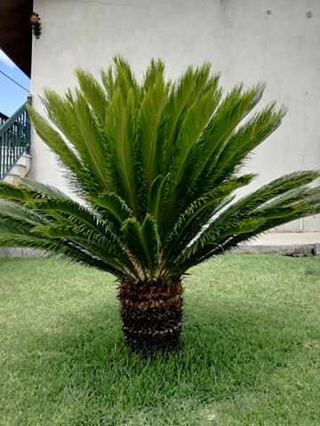 Plantas sica desde 10€