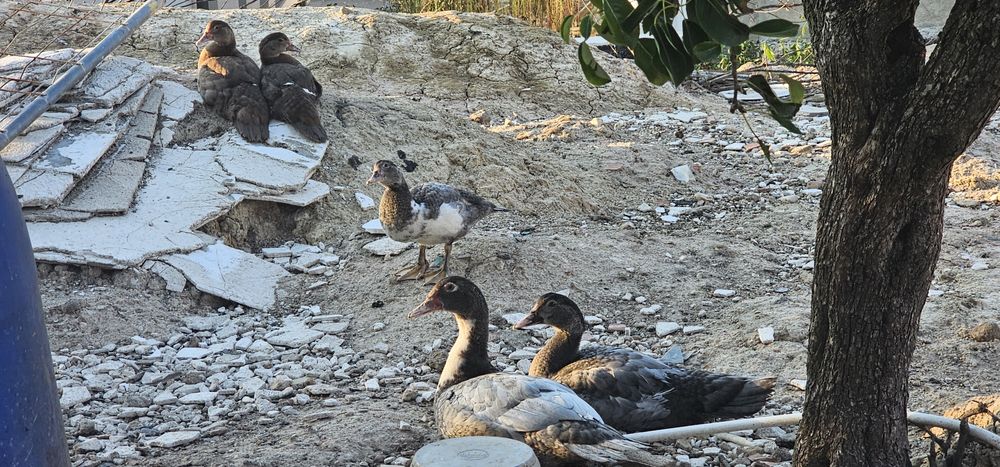 Patos Mudos Adultos