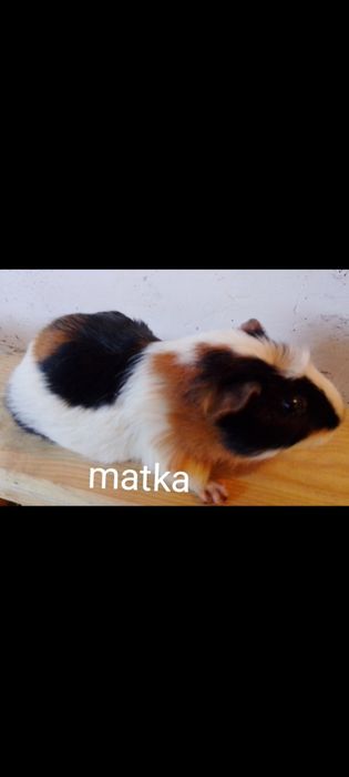 świnka morska( coronet)