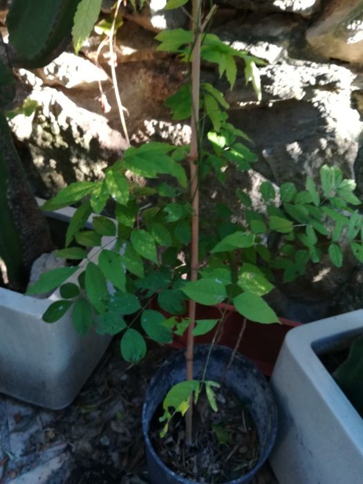 Trepadeiras glicinia lilas