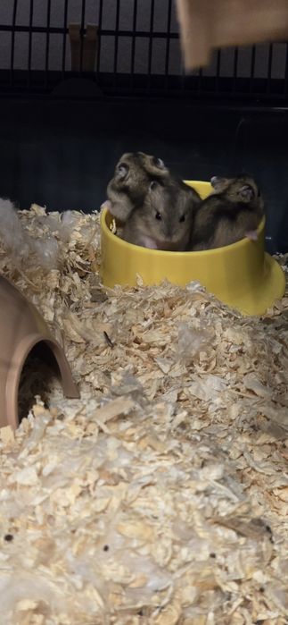 Hamster russo bebes