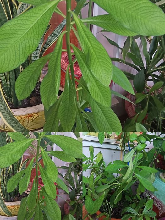 Продам вазони. Дорослі.