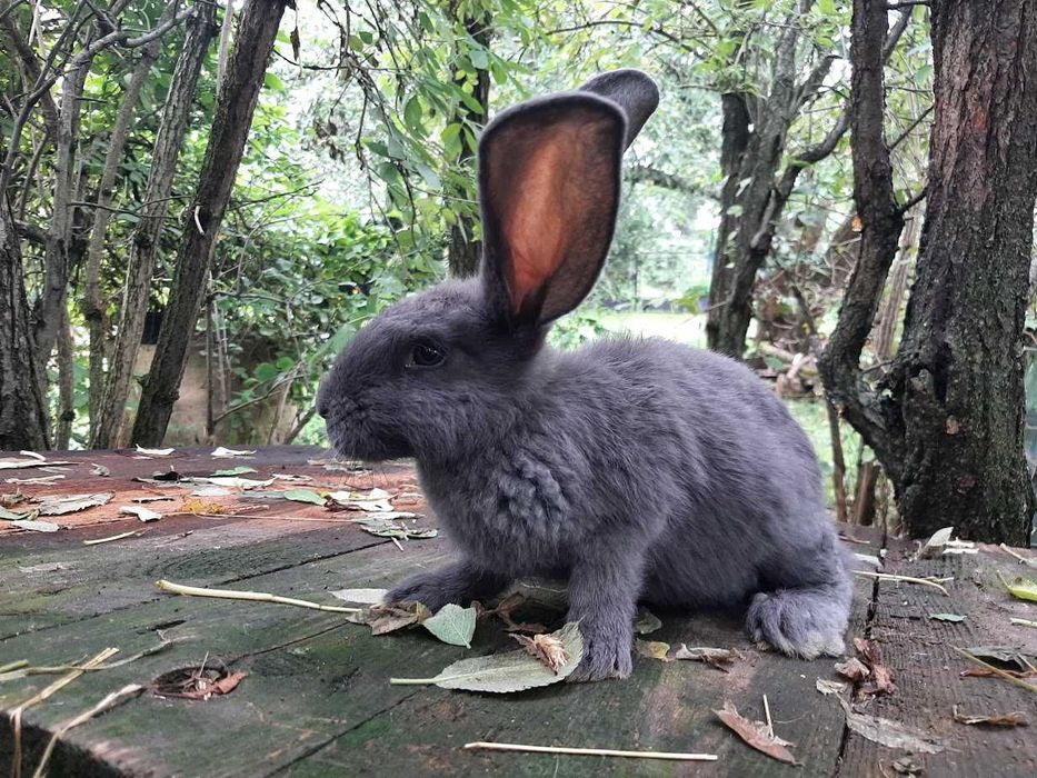 Młode króliki króliczki z kwietnia 2025 | Królik | Króliczki |