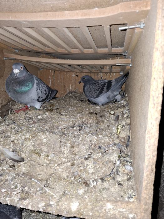 Pombos correios puros