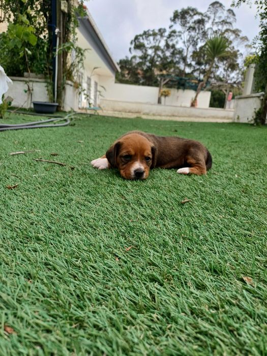 Cachorros para Adoção Responsável