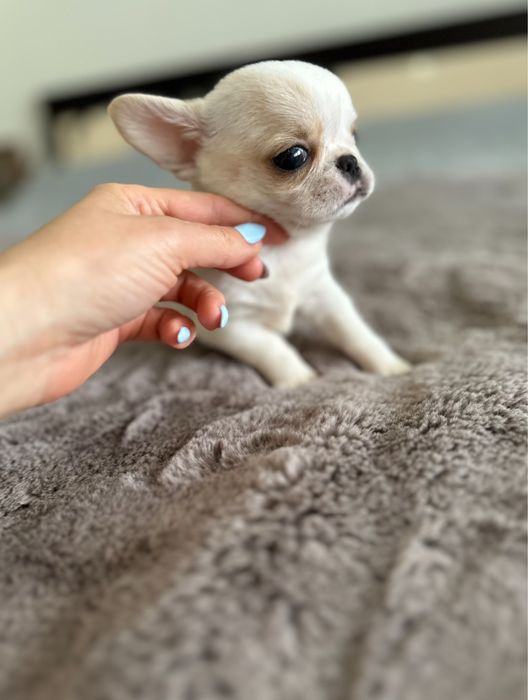 Chihuahua macho mini