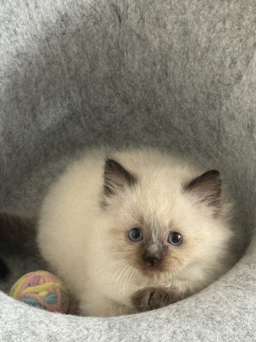 Ragdoll blue grey lynx lilac