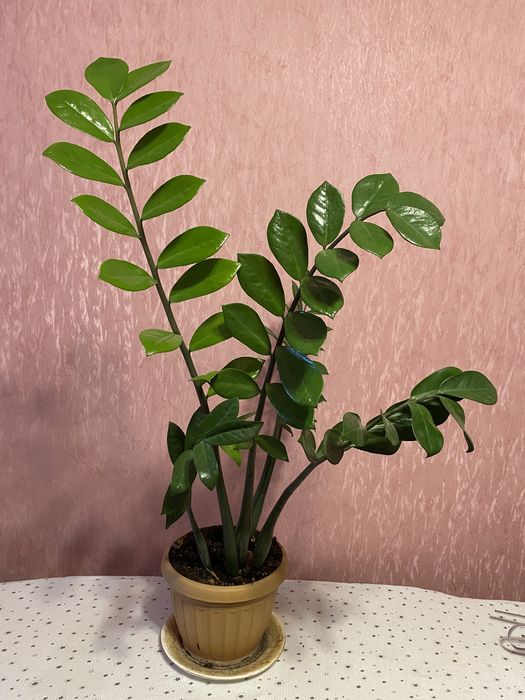 Замиокулькас (Долларовое дерево)