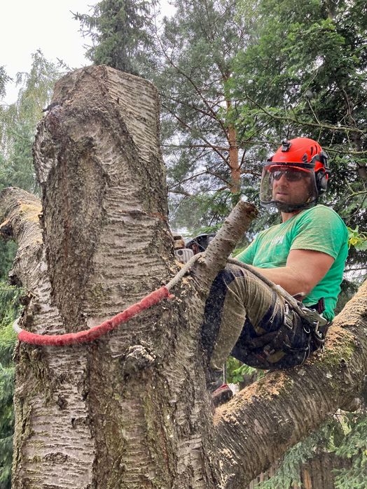 Wycinka i pielęgnacja drzew Katowice i okolice