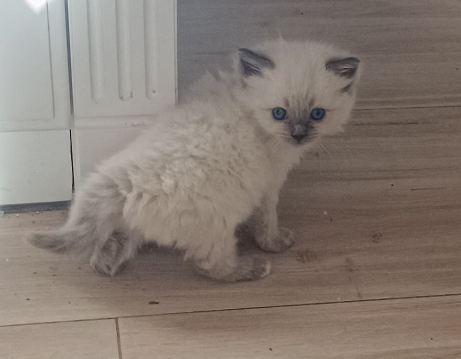 Kotka Ragdoll FPL