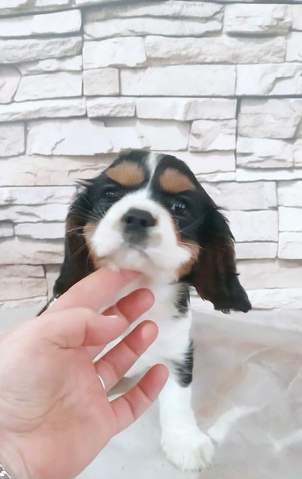 suczka Cavalier king charles spaniel 10 tyg.