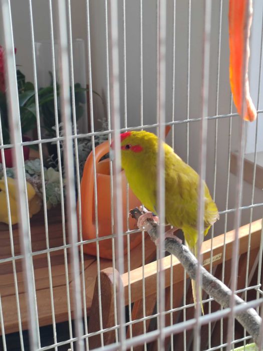 Kākāriki macho e Gaiola