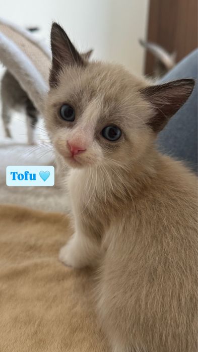 6 gatinhos à procura de um lar