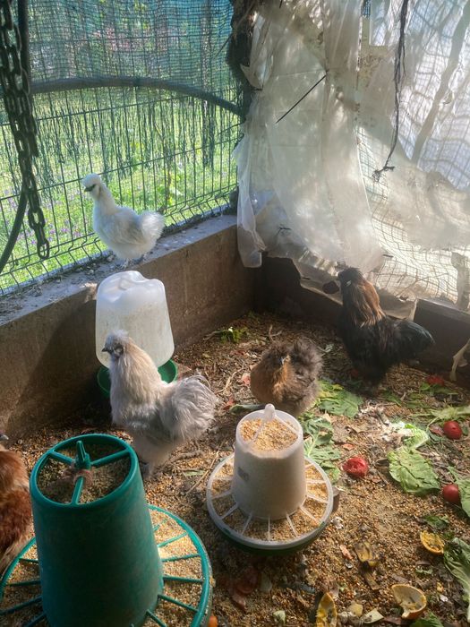 Vendem se ovos galinhas sedosas da india