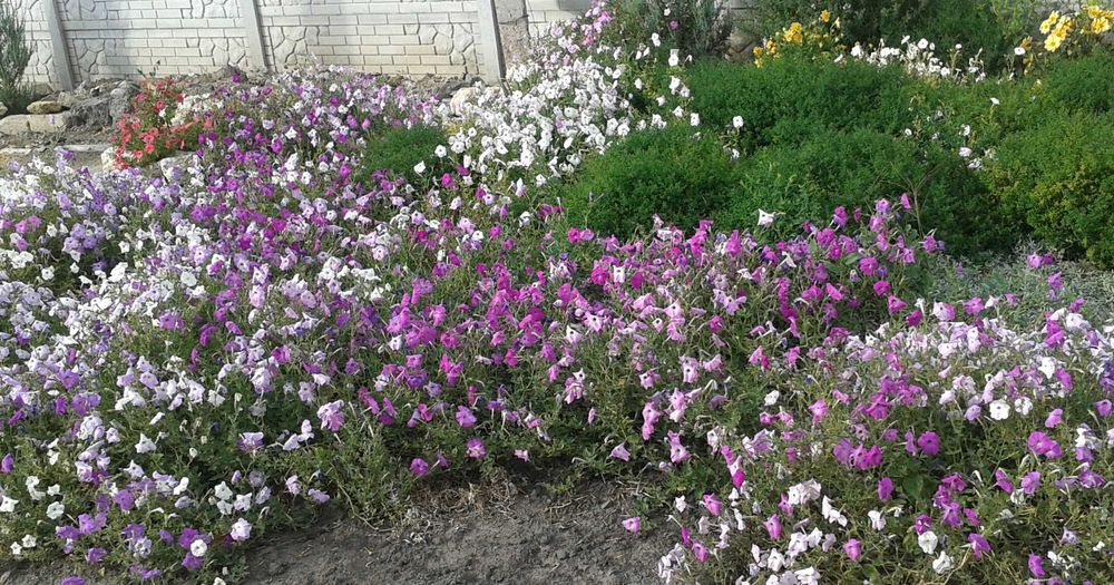 Насіння петунії, петунія, насіння квітів, семена петунии,семена цветов