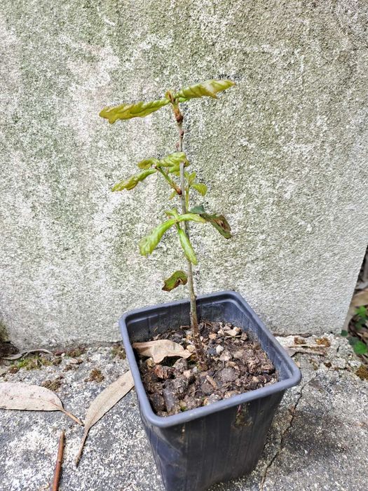 Árvore - Carvalho Português - Várias Dimensões