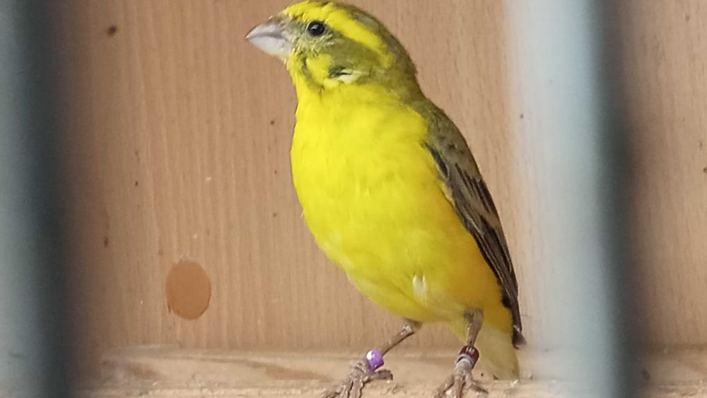 Kanarki Kulczyk Flaviventris 2024 sprowadzone z Włoch