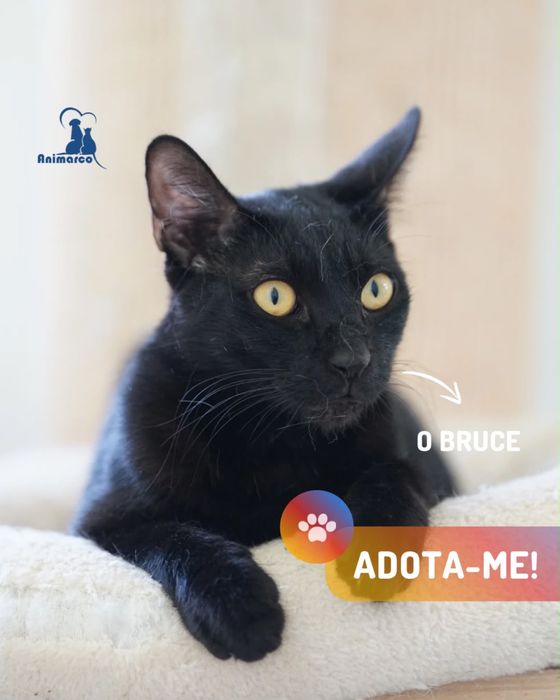 Bruce gato jovem para adoção