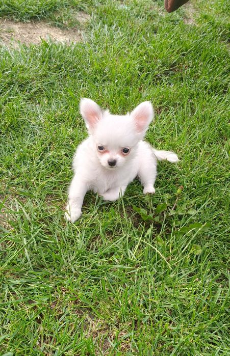 IZZY- piesek chihuahua długowłosy