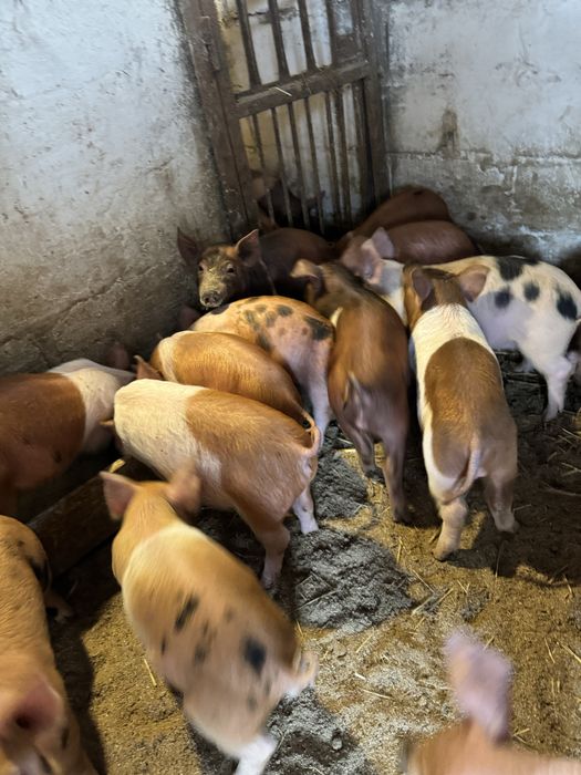 Продам поросят червонобіла пояса