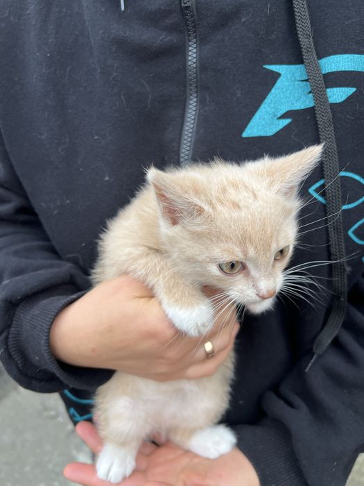 Віддам котеня, 1,5 місяці