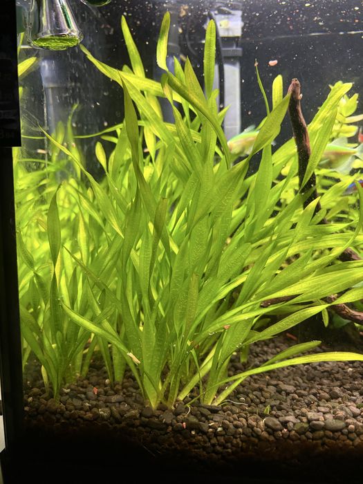 Roślinka akwariowa Vallisneria spiralis