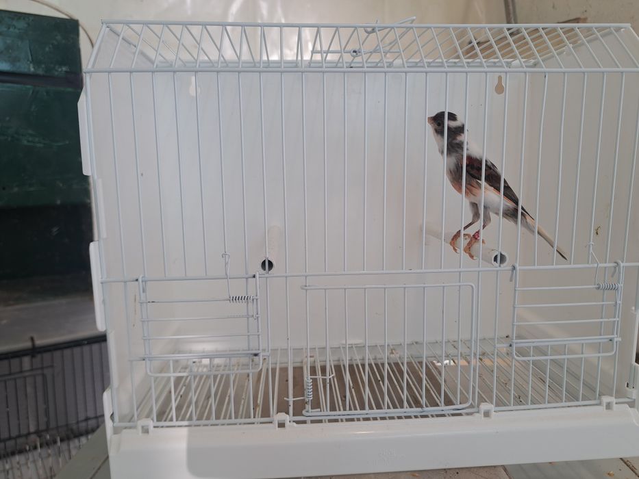 Canário Arlequim Português