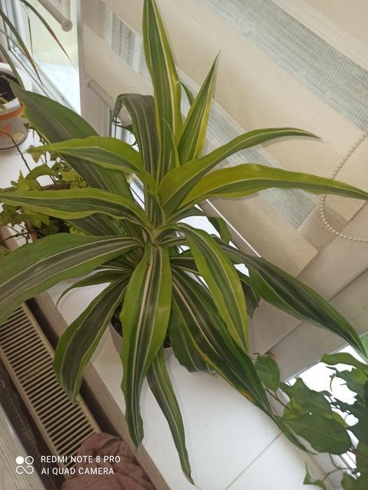 Драцена Лемон лайм