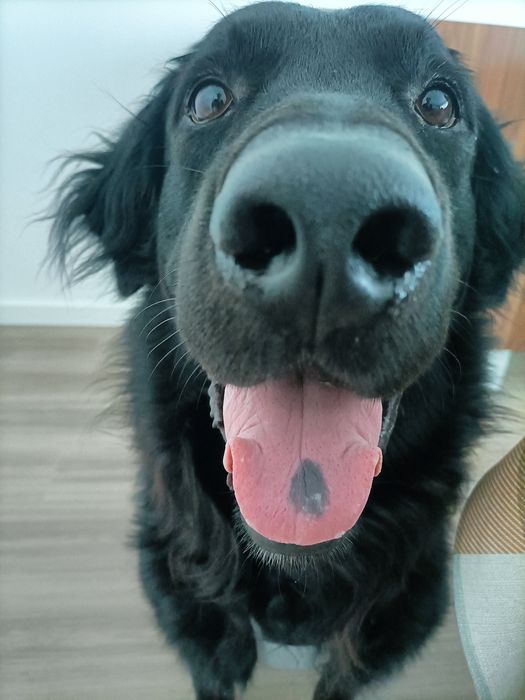 Ralph a precisar de nova família