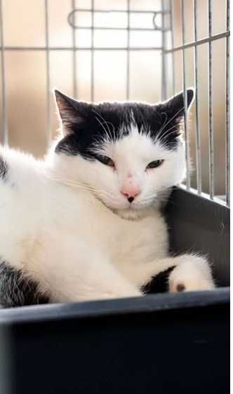 kot poleca się do adopcji!!