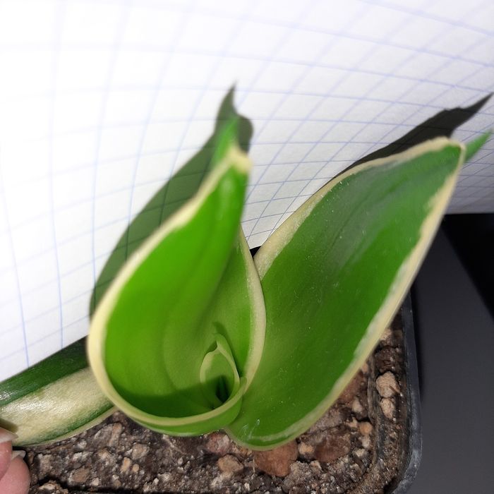 Sansevieria Haney Boney