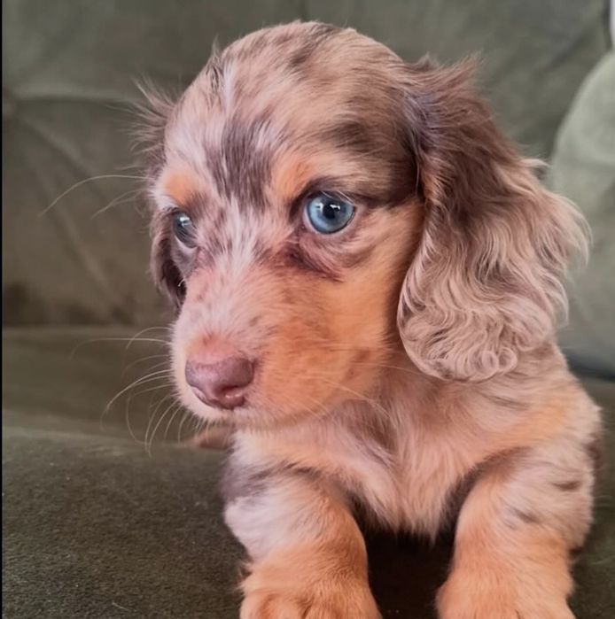 Є дівчатка і хлопчики шоколадний мрамор від різних батьків.