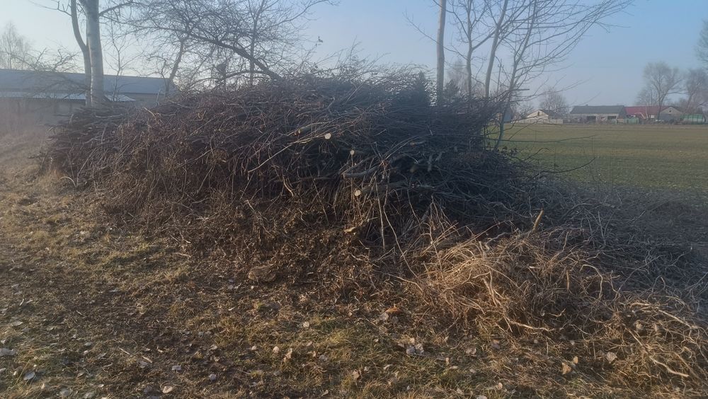 Gałęzie gałęziówka olszyna