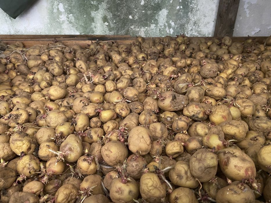 Batata semente  olho perdiz