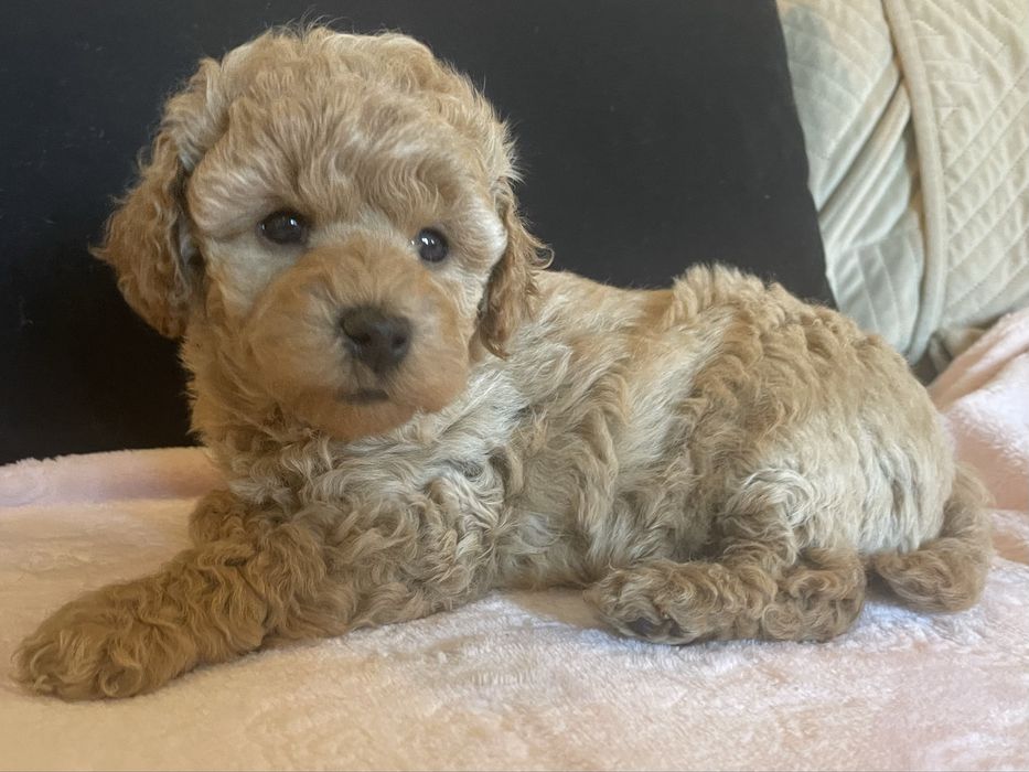 Pudel miniatura suczka gotowa do zmiany domu