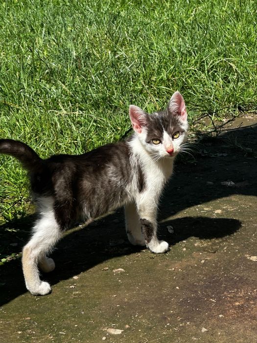 Віддам кота в добрі руки!!