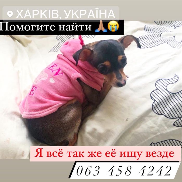 Пропала собака. Надежда на неравнодушных