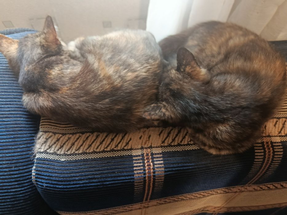 Віддам котят безкоштовно