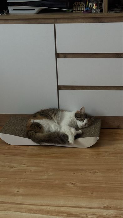 Котик в добрі руки
