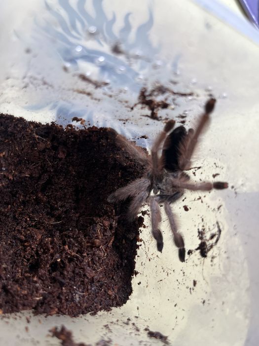 Psalmopoeus Pulcher/ Lasiodora Parahybana