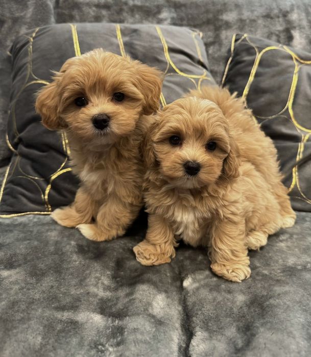 CUDOWNY Szczeniak Maltipoo  ! Rodowód + Chip!
