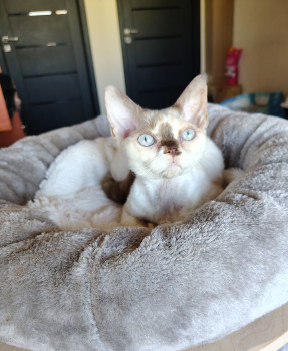 Devon rex dziewczynka