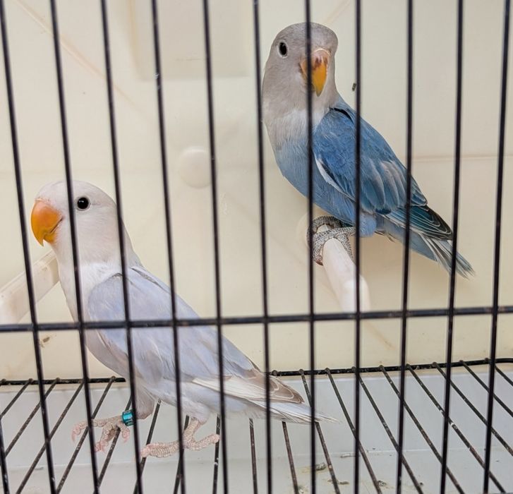 Agapornis Roseicollis - casal com certificado de sexagem